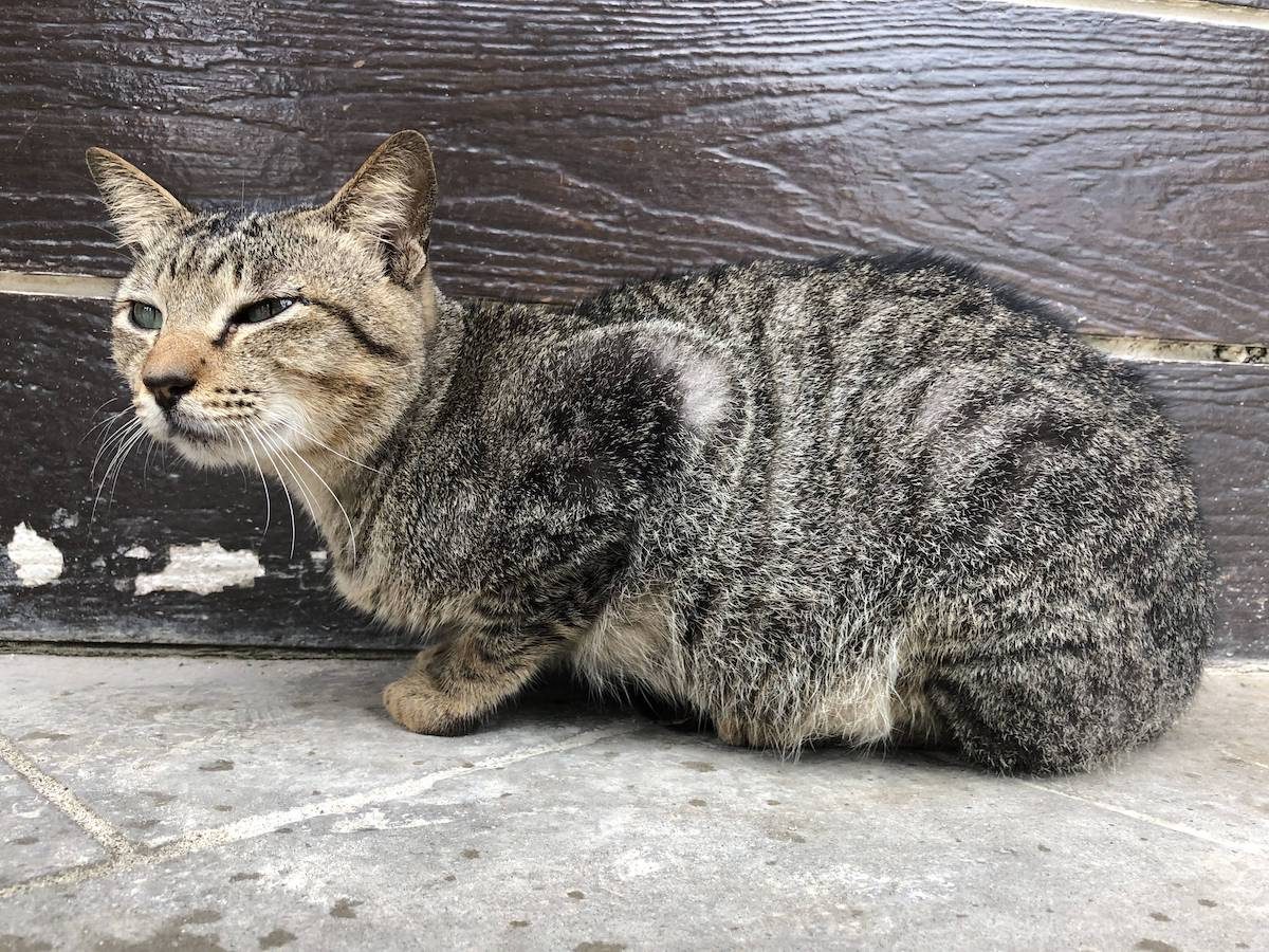 麦当劳门口避雨的小猫咪