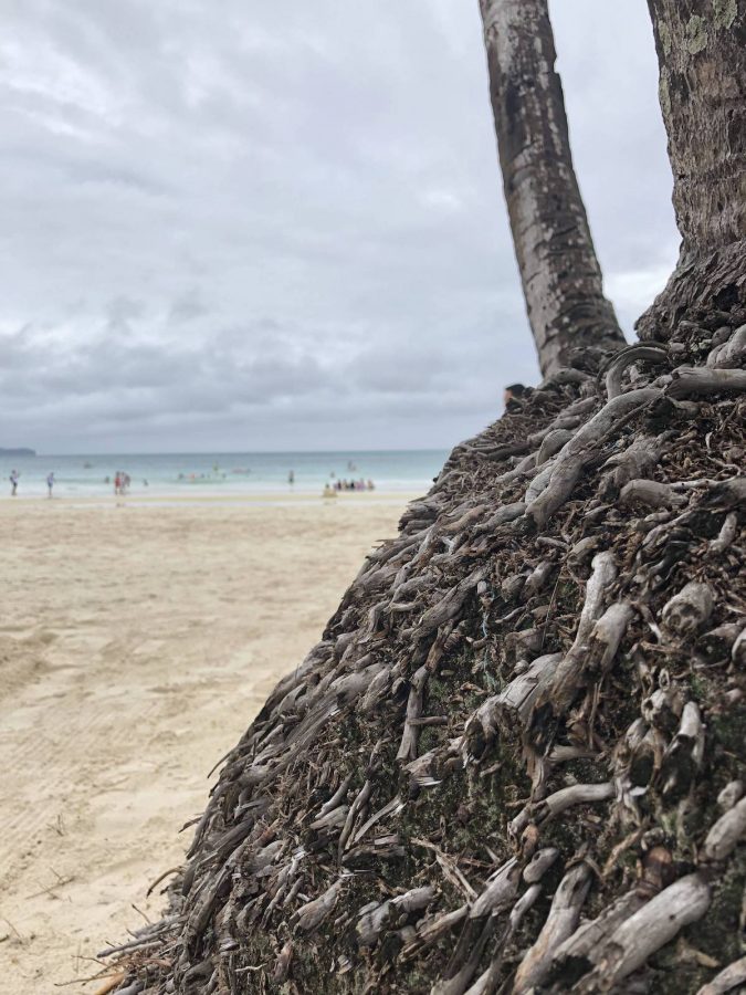 白沙滩上的老树根