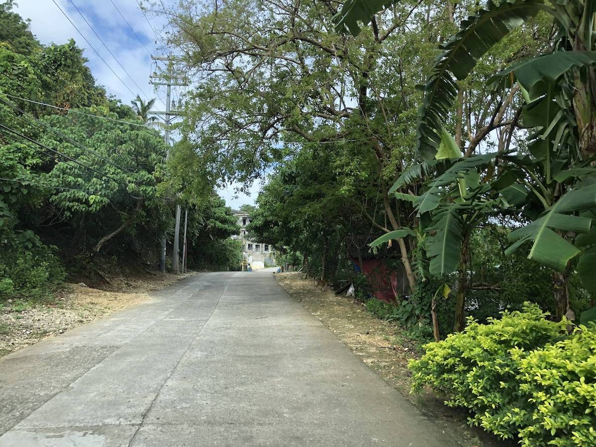 山顶上的树还是很多的，铺的都是水泥路