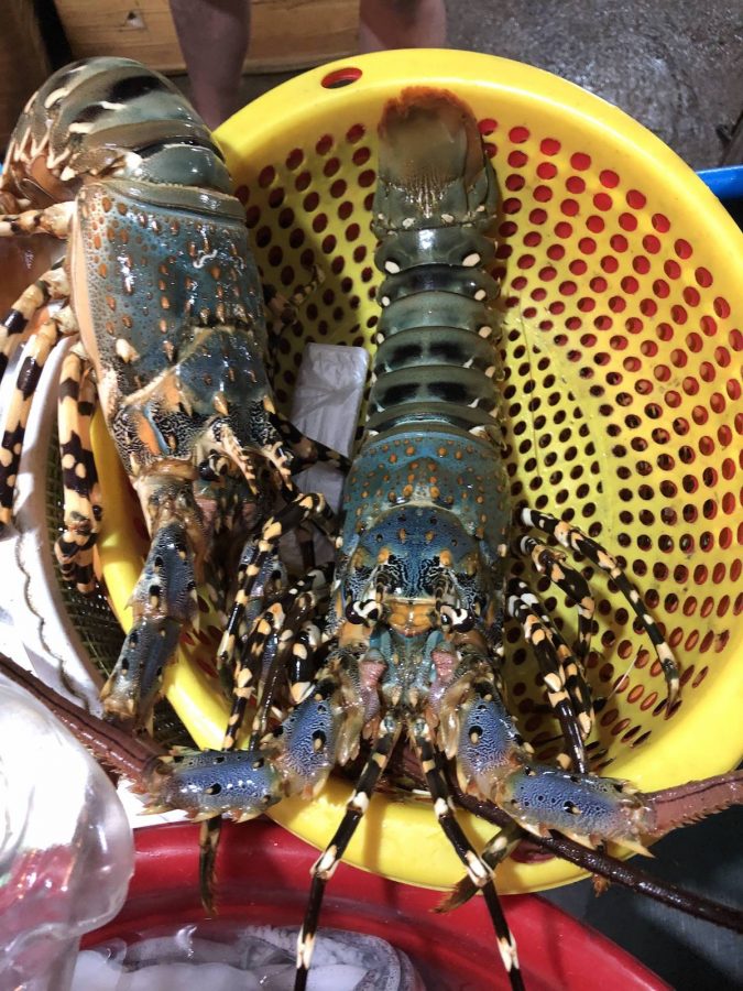 卖家说是澳龙，要4500 peso一只，最后讲价两只5600 peso