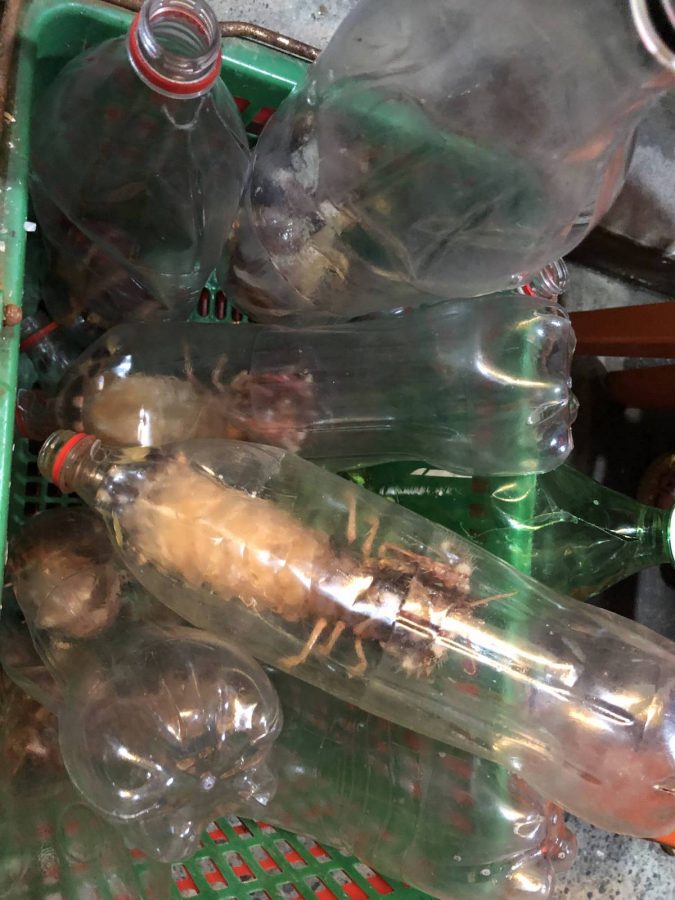 今天来的有些晚，皮皮虾好像没有太大的了(・◇・)，计划在一家买5个，另一家再买5个。第一次挑了5个大的小贩要1350 peso/个，讲到800 peso/个。想去另一家买5个小贩不同意，只让在他家买，因为个头不大，所以讲价到600 peso/个，10个平均下来700 peso/个。