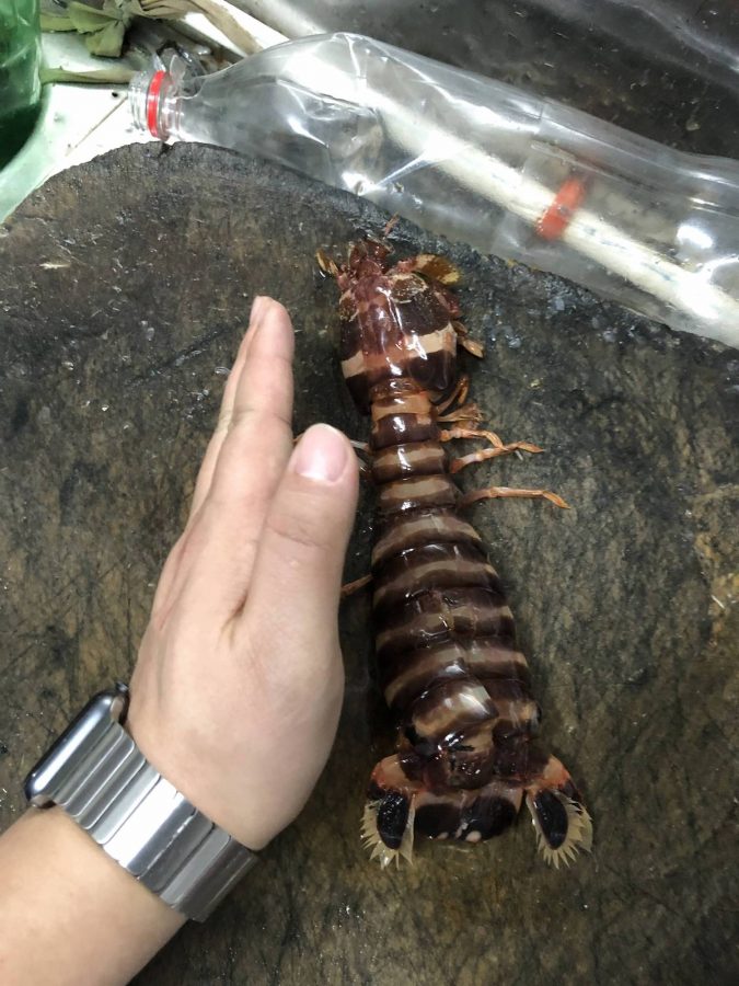 皮皮虾每一个都比我的手掌要大