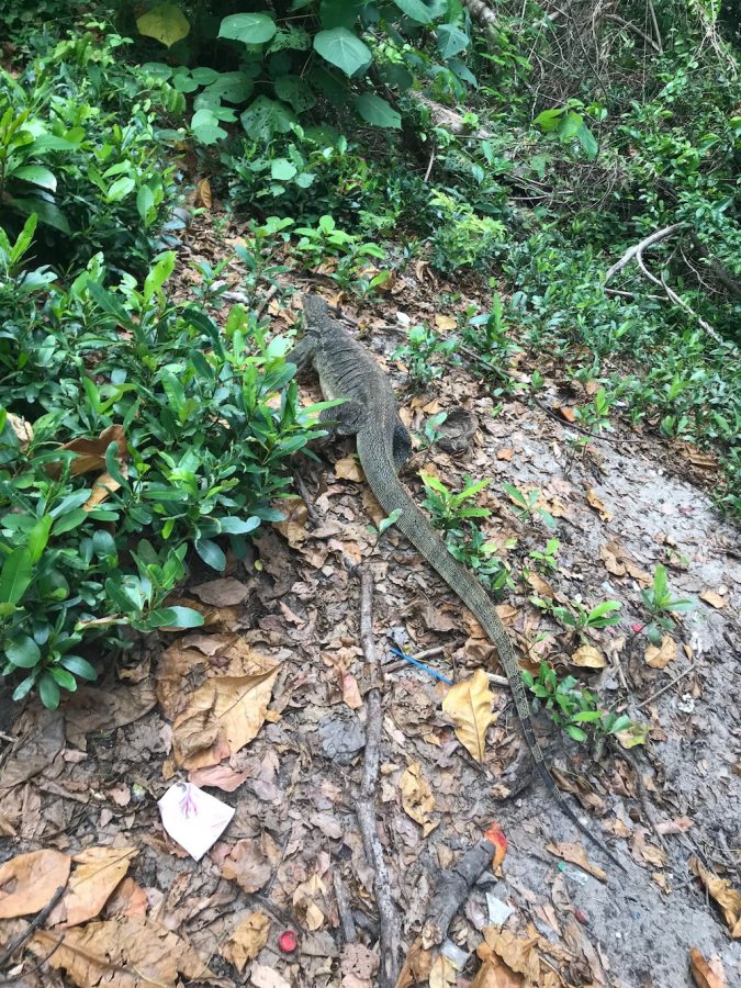 岛上休闲的马来大蜥蜴