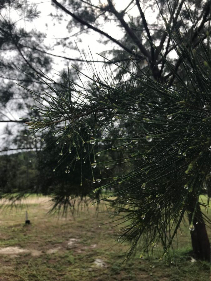 刚下完雨,带着露珠的树